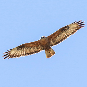 Long-legged Buzzard